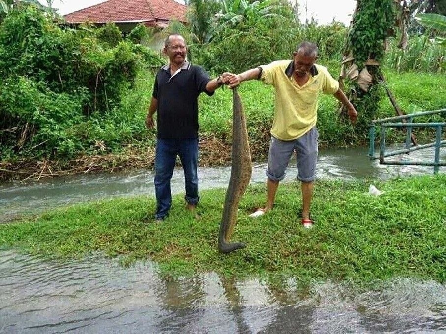 Амазонская клепсина. Самая большая в мире пиявка. Стая таких может выпить корову. Так что пираньи это меньшее, что может напугать в этой реке