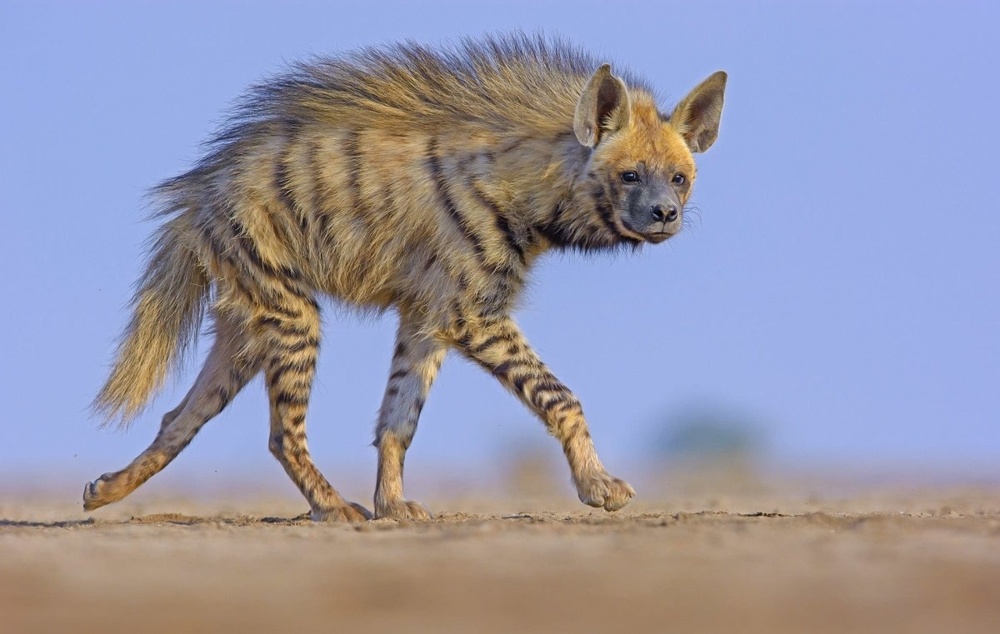 Очень красивая полосатая гиена идёт на солнышке. Многие не знают, что помимо злых пятнистых падальщиков из Африки существуют ещё совсем другие виды гиен. Вот конкретно эти, полосатые, живут на Ближнем Востоке, но и в Африке встречаются