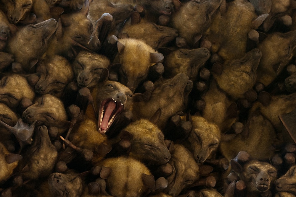 Колония летучих лисиц хочет спать, но один дурак орёт