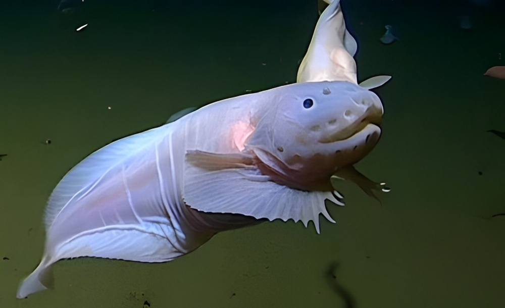 Морской слизень. Возможно, самая глубоководная рыба на планете. Встречалась на 8 км вниз...