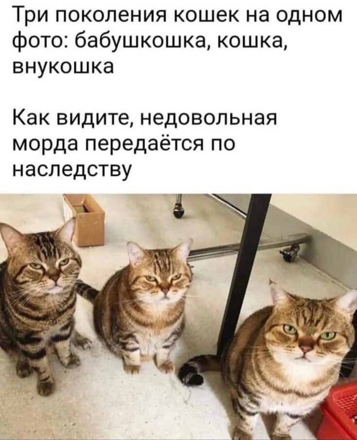 Весëлые картинки
