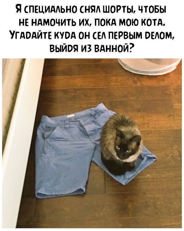 Весëлые картинки