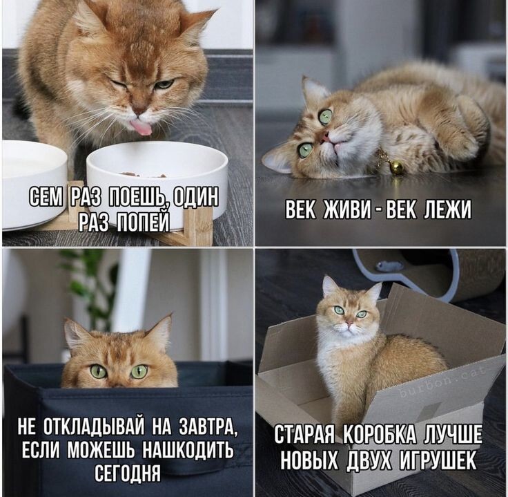 Весëлые картинки