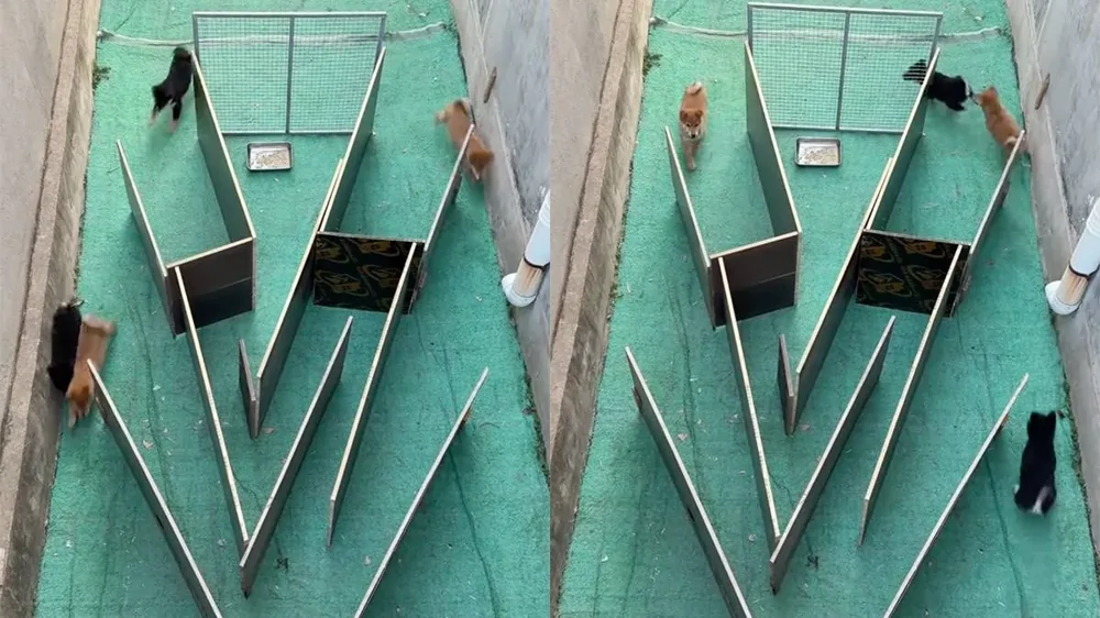 Когда обед превращается в игру