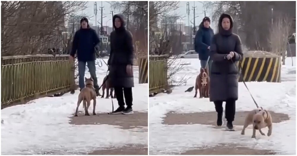 Конфликт женщины с собачниками