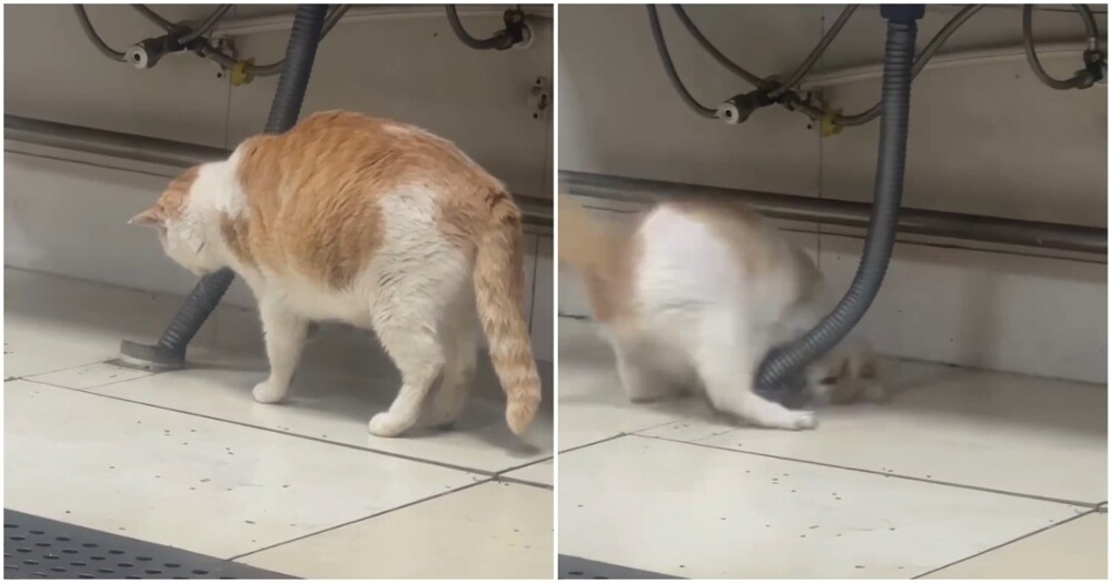 Профессионал: кошка ловит крысу
