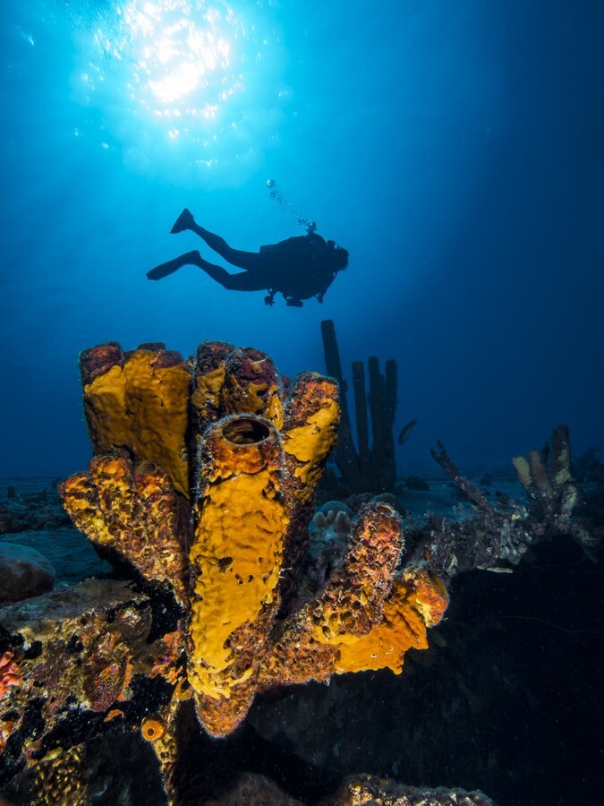 DivingMeCrazy