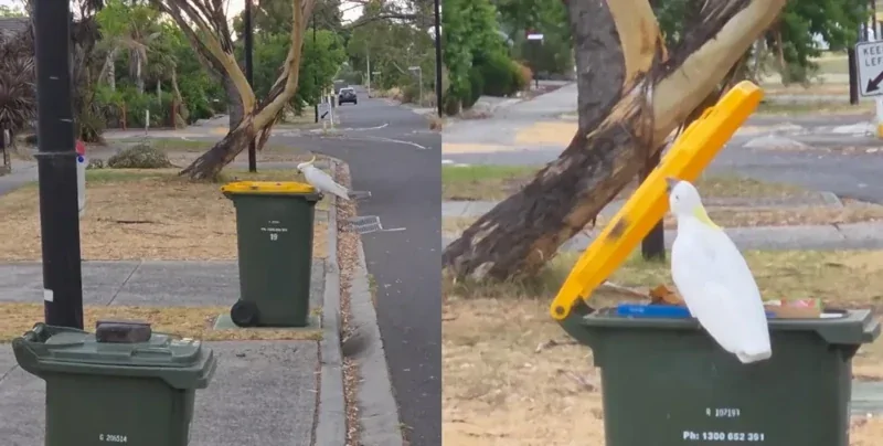 Попугай показал навыки сортировщика мусора