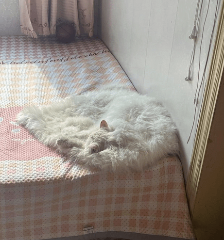 2. Котики растекаются, если позволить им слишком долго нежиться на солнышке