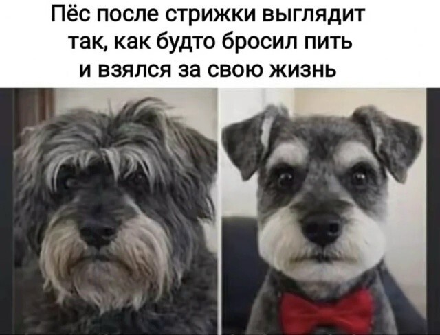 Большая тарелка улыбатора