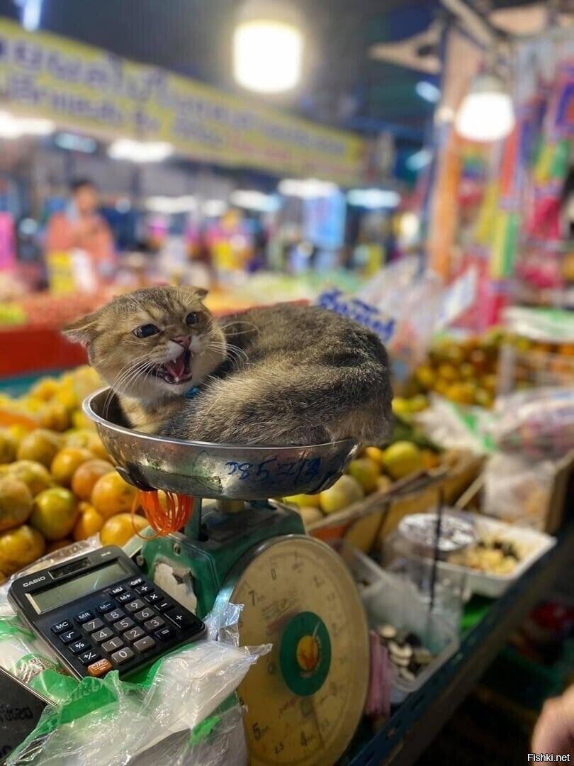 Солянка