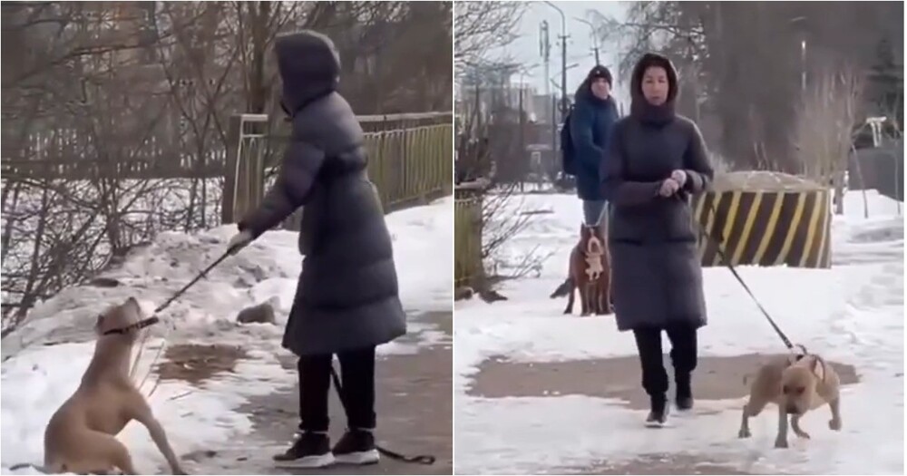 Собака бойцовской породы набросилась на ребёнка