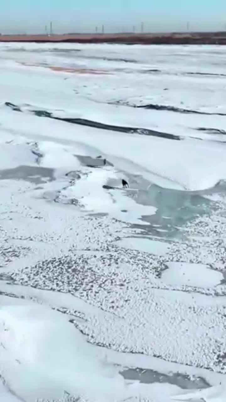 Беги зая...! 