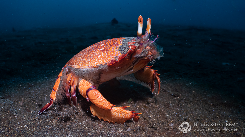 Лягушачий краб: существо между раком и крабом