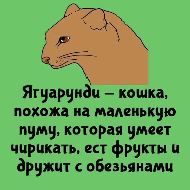 А вдруг ты не знал…