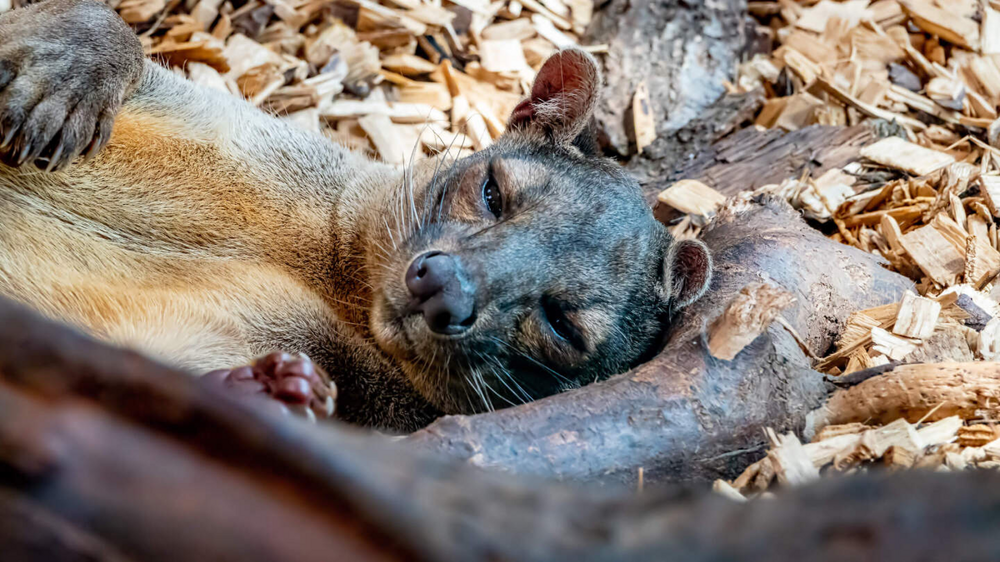 Фосса: мадагаскарский лев