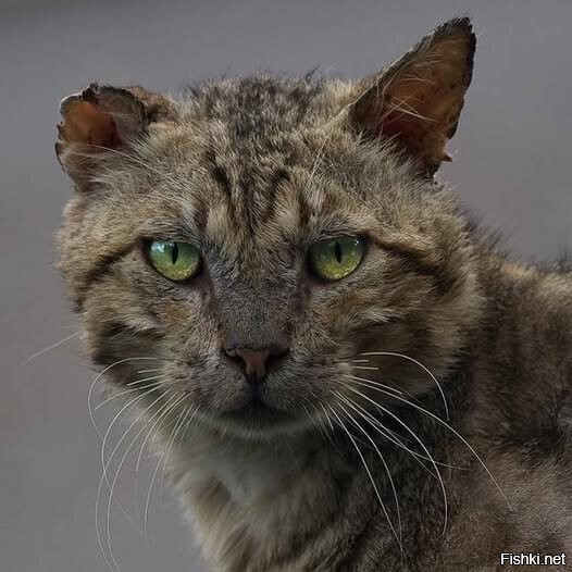Уличный кот