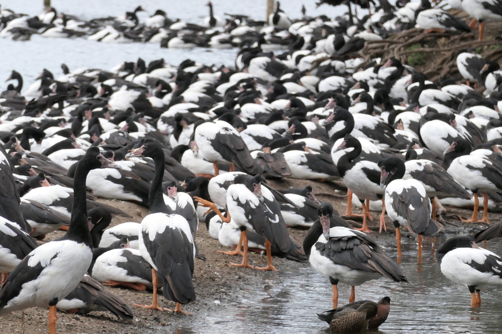 Древняя птица сорока-гусь