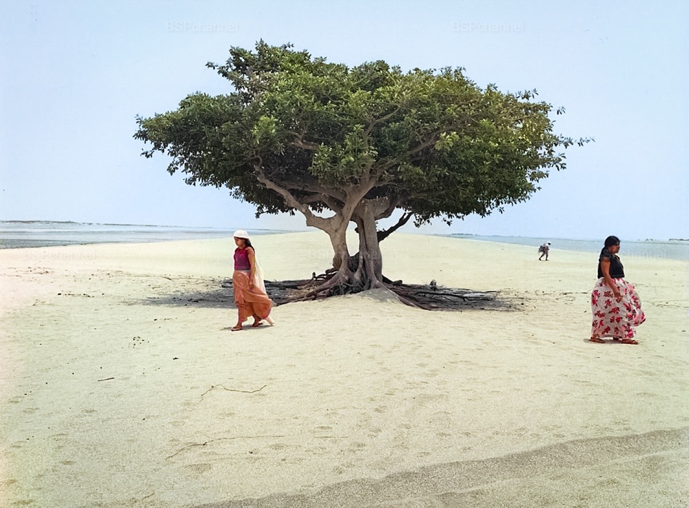 Древо жизни, Мексика, 1982