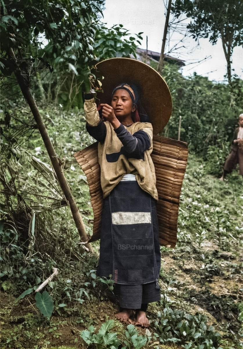 Сбор чая в Бирме, 1920-е