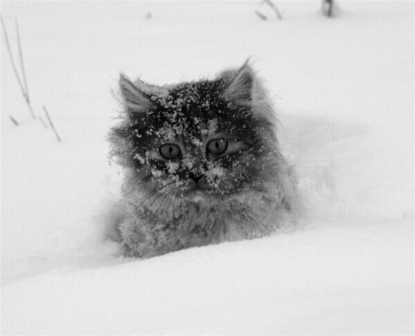 Снежок