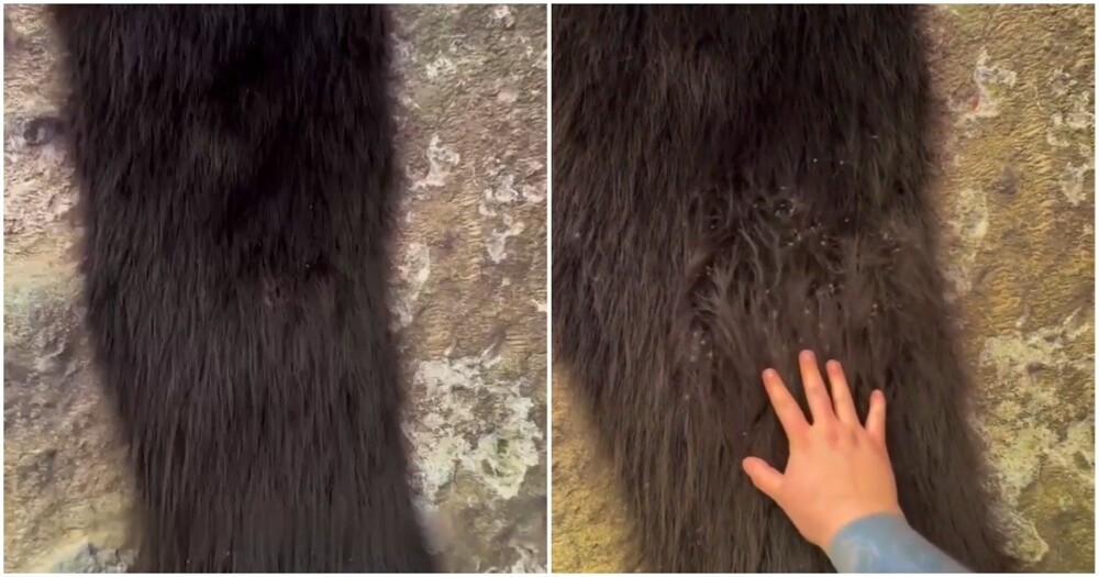 Крупная колония сенокосцев