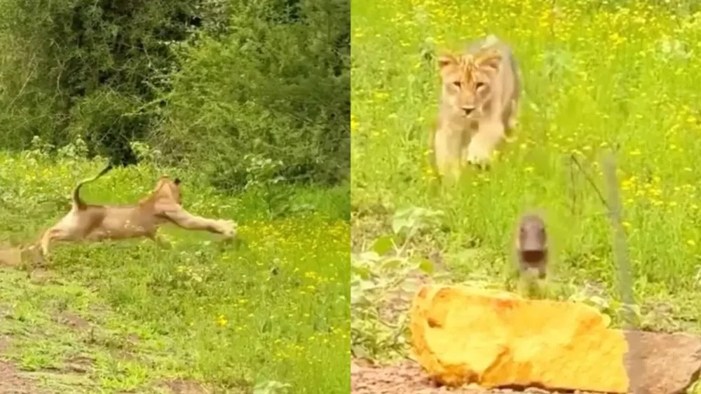 Лев и бородавочник: напряжённая встреча в дикой природе