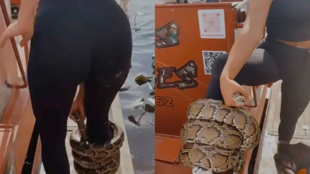 Девушка носит на ноге питона как браслет