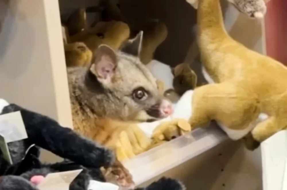 В Австралии опоссум спрятался среди игрушек в магазине аэропорта