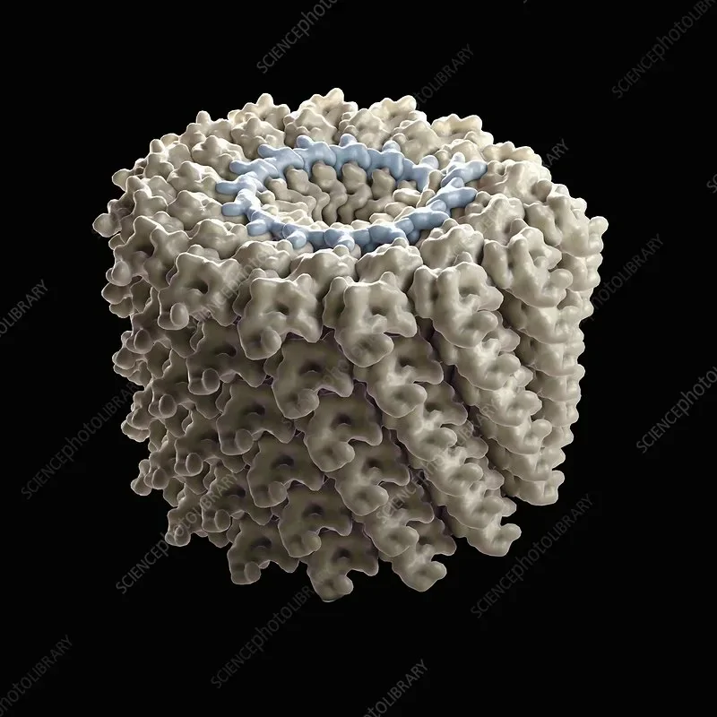 Вирус табачной мозаики