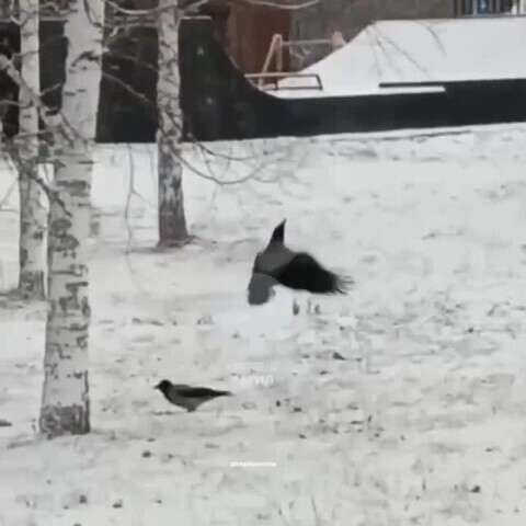 Крылатые качели 