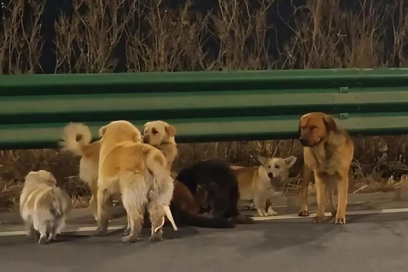 В&nbsp;Китае 7&nbsp;украденных собак сбежали от похитителей и вернулись к&nbsp;хозяину