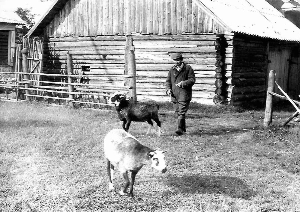 Во дворе на пастбище. 1976–1978 годы. Неизвестный автор.