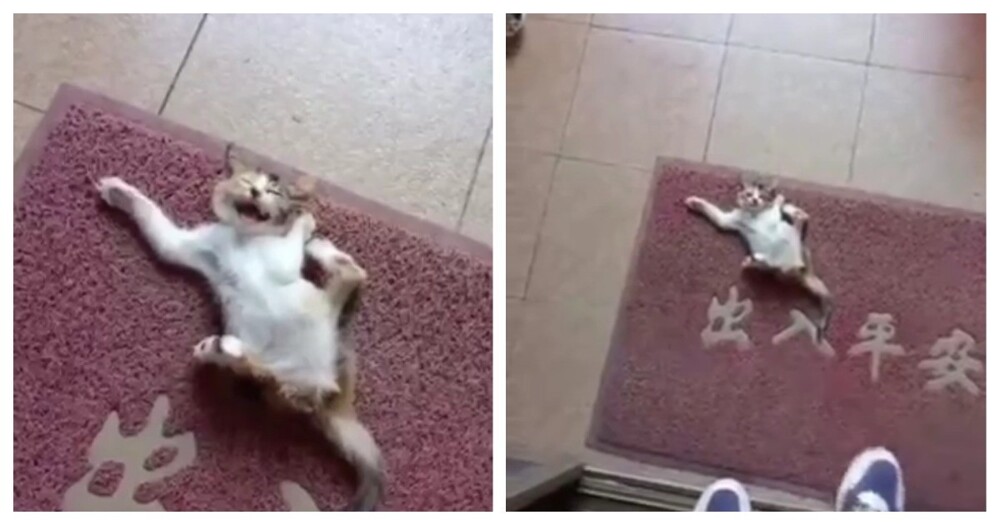 Шкодливый котёнок попал в ловушку