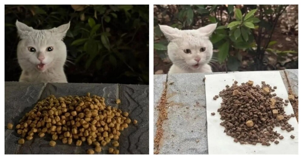 Уличный кот удивляется корму