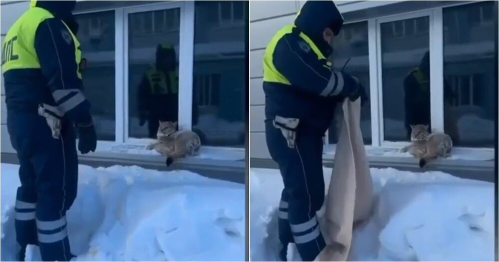 Полицейские поймали рысь в городе и вернули в дикую природу