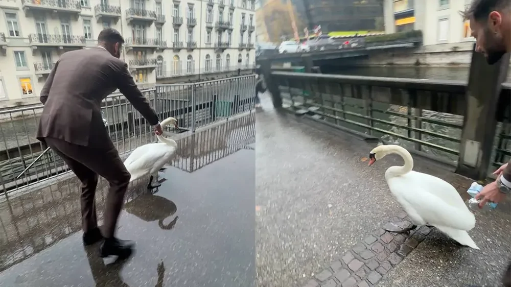 Мужчина помог лебедю выбраться из городской ловушки