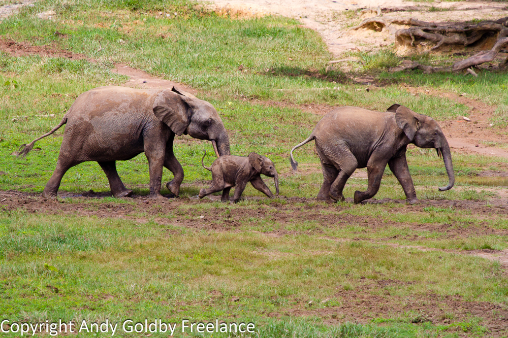 Лесной слон