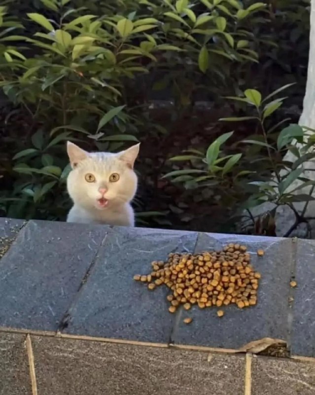 Уличный кот удивляется корму