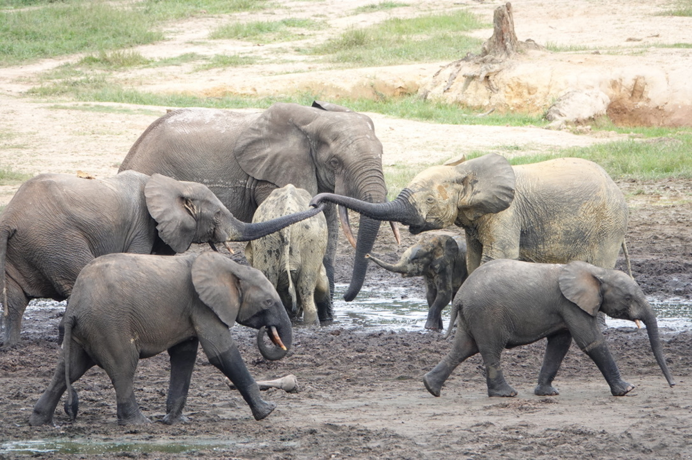 Лесной слон