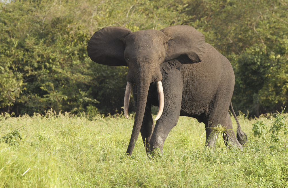 Лесной слон