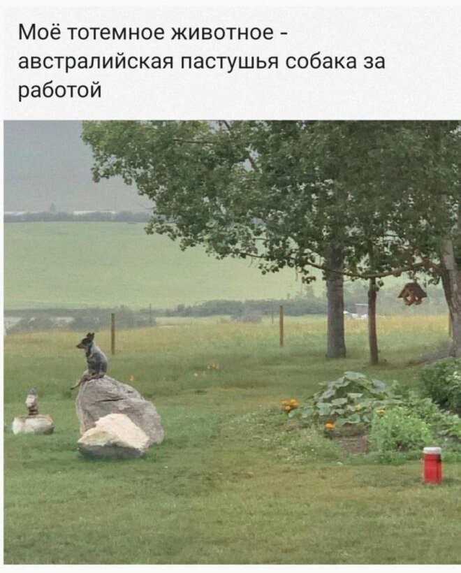Смешные картинки