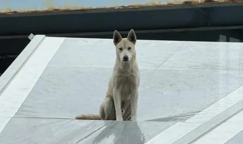 Пса сбросили с моста, и он приземлился на крышу винокурни