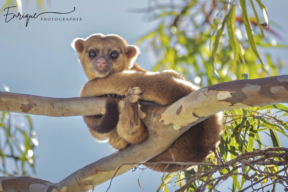 Олингито: енот, который решил стать обезьяной
