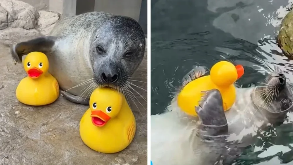 В США 33-летний тюлень не расстаётся с резиновыми уточками, с которыми играет и учится новым трюкам
