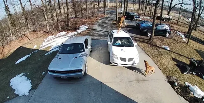 Один испугался, другой обрадовался: курьезная встреча пса и доставщика