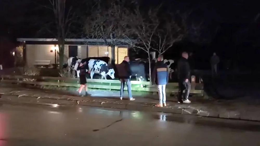 Коровы захватили деревню: снесли заборы и устроили хаос