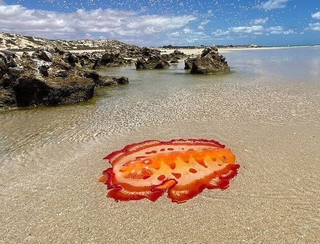 Испанский танцор: 2 кг ядовитой биомассы