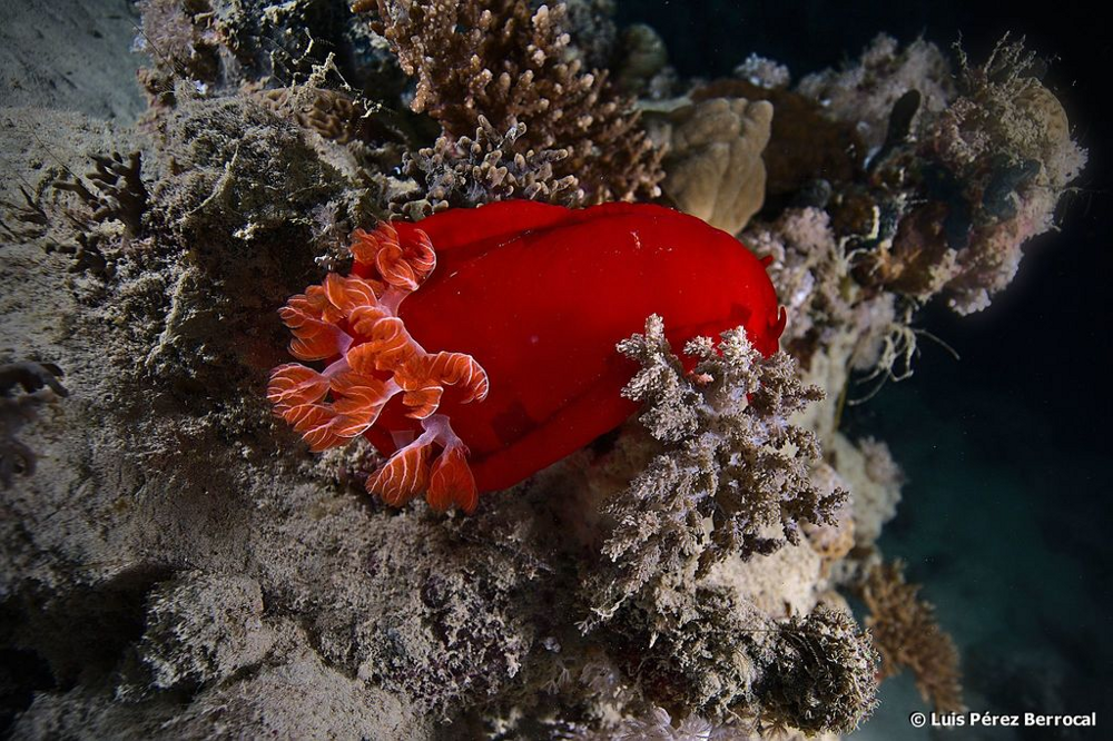 Испанский танцор: 2 кг ядовитой биомассы