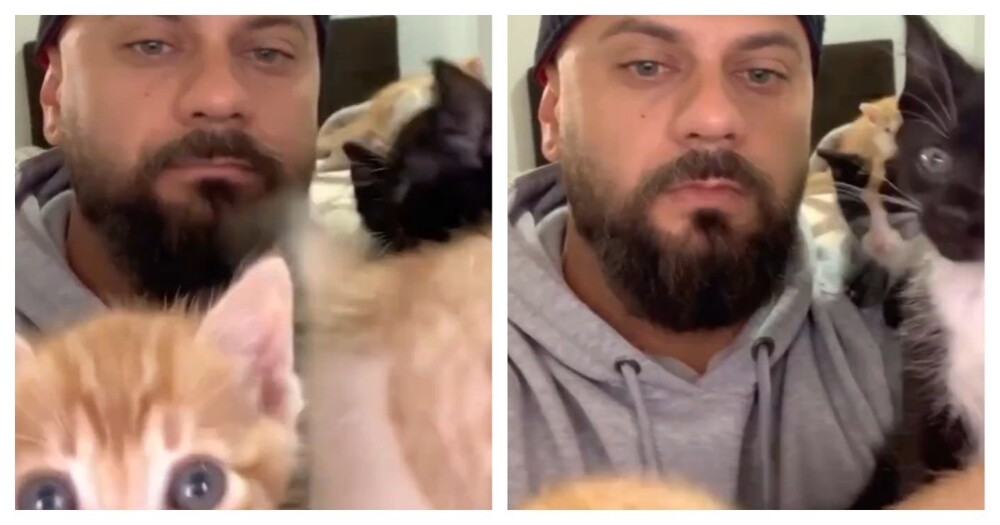 Кошачий нянь